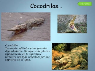 Cocodrilos…
                                      más reptiles




Cocodrilos
De dientes afilados y son grandes
depredadores. Aunque se desplazan
rápidamente en la superficie
terrestre son mas conocidos por sus
capturas en el agua.
 