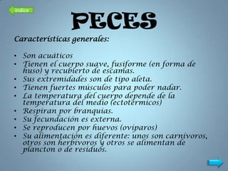 índice

               PECES
Características generales:

• Son acuáticos
• Tienen el cuerpo suave, fusiforme (en forma de
  huso) y recubierto de escamas.
• Sus extremidades son de tipo aleta.
• Tienen fuertes músculos para poder nadar.
• La temperatura del cuerpo depende de la
  temperatura del medio (ectotérmicos)
• Respiran por branquias.
• Su fecundación es externa.
• Se reproducen por huevos (ovíparos)
• Su alimentación es diferente: unos son carnívoros,
  otros son herbívoros y otros se alimentan de
  plancton o de residuos.
 