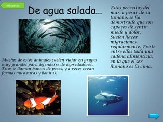 De agua salada…
  más peces
                                                   Estos pececitos del
                                                   mar, a pesar de su
                                                   tamaño, se ha
                                                   demostrado que son
                                                   capaces de sentir
                                                   miedo y dolor.
                                                   Suelen hacer
                                                   migraciones
                                                   regularmente. Existe
                                                   entre ellos toda una
                                                   cadena alimenticia,
Muchos de estos animales suelen viajar en grupos   en la que el ser
muy grandes para defenderse de depredadores.
                                                   humano es la cima.
Éstos se llaman bancos de peces, y a veces crean
formas muy raras y bonitas.
 