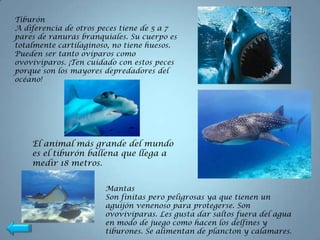Tiburón
A diferencia de otros peces tiene de 5 a 7
pares de ranuras branquiales. Su cuerpo es
totalmente cartilaginoso, no tiene huesos.
Pueden ser tanto ovíparos como
ovovivíparos. ¡Ten cuidado con estos peces
porque son los mayores depredadores del
océano!




    El animal más grande del mundo
    es el tiburón ballena que llega a
    medir 18 metros.


                       Mantas
                       Son finitas pero peligrosas ya que tienen un
                       aguijón venenoso para protegerse. Son
                       ovovivíparas. Les gusta dar saltos fuera del agua
                       en modo de juego como hacen los delfines y
                       tiburones. Se alimentan de plancton y calamares.
 