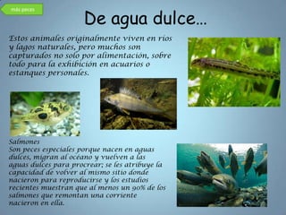 De agua dulce…
más peces




Estos animales originalmente viven en ríos
y lagos naturales, pero muchos son
capturados no solo por alimentación, sobre
todo para la exhibición en acuarios o
estanques personales.




Salmones
Son peces especiales porque nacen en aguas
dulces, migran al océano y vuelven a las
aguas dulces para procrear; se les atribuye la
capacidad de volver al mismo sitio donde
nacieron para reproducirse y los estudios
recientes muestran que al menos un 90% de los
salmones que remontan una corriente
nacieron en ella.
 
