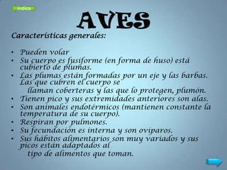 índice


                  AVES
Características generales:

• Pueden volar
• Su cuerpo es fusiforme (en forma de huso) está
  cubierto de plumas.
• Las plumas están formadas por un eje y las barbas.
  Las que cubren el cuerpo se
    llaman coberteras y las que lo protegen, plumón.
• Tienen pico y sus extremidades anteriores son alas.
• Son animales endotérmicos (mantienen constante la
  temperatura de su cuerpo).
• Respiran por pulmones.
• Su fecundación es interna y son ovíparos.
• Sus hábitos alimentarios son muy variados y sus
  picos están adaptados al
    tipo de alimentos que toman.
 