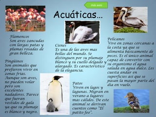 más aves


                       Acuáticas…

  Flamencos
  Son aves zancudas                                 Pelicanos
  con largas patas y                                Vive en zonas cercanas a
                       Cisnes
  plumas rosadas de                                 la costa ya que se
                       Es una de las aves mas
  gran belleza.                                     alimenta básicamente de
                       bellas del mundo. Se
                                                    peces. Es el único animal
                       distinguen por su plumaje
Pingüinos                                           capaz de convertir con
                       blanco y su cuello delgado y
Son animales que                                    su organismo el agua
                       alargado. Es característico
prefieren vivir en                                  salada en agua dulce. Les
                       de la elegancia.
zonas frías.                                        cuesta andar en
Aunque son aves,                                    superficies así que se
no pueden volar                                     pasan la mayor parte del
                                 Patos              día en vuelo.
pero son                         Viven en lagos y
excelentes                       lagunas. Migran en
nadadores. Parece                verano a lugares
que fueran                       mas cálidos. De este
vestidos de gala                 animal se derivan
ya que su plumaje                cuentos como “El
es blanco y negro.               patito feo”.
 