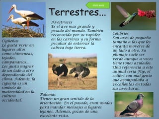 más aves

                        Terrestres...
                         Avestruces
                         Es el ave mas grande y
                         pesado del mundo. También
                         reconocida por su rapidez           Colibríes
                         en las carreras y su forma          Son aves de pequeño
Cigüeñas                                                     tamaño a las que les
                         peculiar de enterrar la
Le gusta vivir en                                            encanta moverse de
                         cabeza bajo tierra.
lugares altos                                                un lado a otro. Su
como chimeneas,                                              plumaje suele ser
tejados,                                                     verde aunque a veces
campanarios…                                                 tiene tonos azulados.
Les gusta migrar                                             Una referencia a este
de un lado a otro                                            animal seria Flip, el
dependiendo del                                              colibrí con mal genio
clima. Además, la                                            que acompañaba a
cigüeña es un                                                Pocahontas en todas
símbolo de                                                   sus aventuras.
maternidad en la
cultura             Palomas
occidental.         Tienen un gran sentido de la
                    orientación. En el pasado, eran usadas
                    para mandar mensajes a lugares
                    lejanos. Además, gozan de una
                    excelente vista.
 