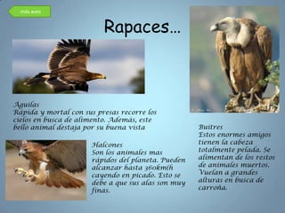 más aves


                          Rapaces…



Águilas
Rápida y mortal con sus presas recorre los
cielos en busca de alimento. Además, este
bello animal destaja por su buena vista              Buitres
                                                     Estos enormes amigos
                       Halcones                      tienen la cabeza
                       Son los animales mas          totalmente pelada. Se
                       rápidos del planeta. Pueden   alimentan de los restos
                       alcanzar hasta 360km(h        de animales muertos.
                       cayendo en picado. Esto se    Vuelan a grandes
                       debe a que sus alas son muy   alturas en busca de
                       finas.                        carroña.
 