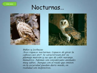 Nocturnas…
más aves




           Búhos y Lechuzas
           Aves rapaces nocturnas. Capaces de girar la
           cabeza casi 360º. Se caracterizan por su
           plumaje marrón y sus ojos de color naranja
           llamativo. Además son considerados animales
           muy sabios. Aunque con el ruido que emiten
           en la oscuridad puedan darte miedo, en
           realidad son inofensivos.
 