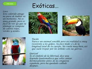 Exóticas…
   más aves



Loro
Este colorido amigo
no para de hablar ni
un momento. No es
muy grande, pero es
fácil de ver ya que su
plumaje se compone
de colores rojos,
verdes y azules.


                          Tucán
                          Parece un animal sensible pero en realidad es muy
                          resistente a los golpes. Su pico mide 1/3 de la
                          longitud total de su cuerpo. No vuela muy bien, así
                          que suele trepar por los árboles con sus garras.

                         Quetzal
                         Es el símbolo de la libertad, dice una
                         leyenda Guatemalteca que solía cantar
                         hermosamente antes de la conquista
                         española, pero ha quedado callado
                         después.
 