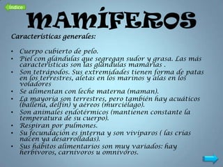 Índice


         MAMÍFEROS
Características generales:

• Cuerpo cubierto de pelo.
• Piel con glándulas que segregan sudor y grasa. Las más
  características son las glándulas mamarias .
• Son tetrápodos. Sus extremidades tienen forma de patas
  en los terrestres, aletas en los marinos y alas en los
  voladores
• Se alimentan con leche materna (maman).
• La mayoría son terrestres, pero también hay acuáticos
  (ballena, delfín) y aéreos (murciélago).
• Son animales endotérmicos (mantienen constante la
  temperatura de su cuerpo).
• Respiran por pulmones.
• Su fecundación es interna y son vivíparos ( las crías
  nacen ya desarrolladas).
• Sus hábitos alimentarios son muy variados: hay
  herbívoros, carnívoros u omnívoros.
 