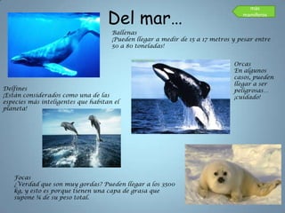 Del mar…
                                                                                   más
                                                                                 mamíferos


                                     Ballenas
                                     ¡Pueden llegar a medir de 15 a 17 metros y pesar entre
                                     50 a 80 toneladas!


                                                                              Orcas
                                                                              En algunos
                                                                              casos, pueden
                                                                              llegar a ser
Delfines                                                                      peligrosas…
¡Están considerados como una de las                                           ¡cuidado!
especies más inteligentes que habitan el
planeta!




   Focas
   ¿Verdad que son muy gordas? Pueden llegar a los 3500
   kg, y esto es porque tienen una capa de grasa que
   supone ¼ de su peso total.
 
