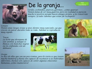 De la granja…
                                                                                 más
                                                                               mamíferos

                             Cerdos, cochinillos, puercos, gorrinos... ¡cómo quieras!
                             Tienen fama de ser muy guarros, pero en realidad se parecen
                             mucho a nosotros porque hacen amigos pronto, y los conservan
                             siempre. Y todos sabemos que están ¡de rechupete!




Conejos
Tienen unas largas orejas y unos dientes muy especiales, ya que
crecen sin parar durante toda su vida. Además se reproducen
muy rápido.

 Vacas
 La leche que desayuna de
 este animal, y aunque es
 blanca con manchas negras
 ¡no la confundas con un
 dálmata!


Ovejas
Se dice de ellas que son un poco tontas, pero lo cierto es que tienen
mucha memoria y hasta son capaces de reconocer a 50 individuos
diferentes. Incluso son capaces de sentir algunas emociones
humanas, ¡como enamorarse!
 