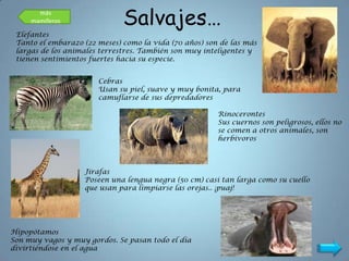 más
     mamíferos                Salvajes…
 Elefantes
 Tanto el embarazo (22 meses) como la vida (70 años) son de las más
 largas de los animales terrestres. También son muy inteligentes y
 tienen sentimientos fuertes hacia su especie.


                       Cebras
                       Usan su piel, suave y muy bonita, para
                       camuflarse de sus depredadores

                                                        Rinocerontes
                                                        Sus cuernos son peligrosos, ellos no
                                                        se comen a otros animales, son
                                                        herbívoros



                   Jirafas
                   Poseen una lengua negra (50 cm) casi tan larga como su cuello
                   que usan para limpiarse las orejas.. ¡puaj!




Hipopótamos
Son muy vagos y muy gordos. Se pasan todo el día
divirtiéndose en el agua
 