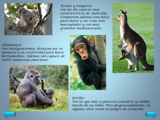Koalas y Canguros
                                  Son las dos especies más
                                  características de Australia.
                                  Comparten además una bolsa
                                  para meter a sus crías (son
                                  marsupiales) y son unos
                                  gruñones malhumorados.




Chimpancés
Son inteligentísimos, destacan por su
memoria y su creatividad para hacer
herramientas. Además son capaces de
sentir numerosas emociones.




                                         Gorilas
                                         Son los que más se parecen a nosotros y cuidan
                                         mucho de sus bebés. Pero desgraciadamente, en
                                         algunos sitios están en peligro de extinción.
 
