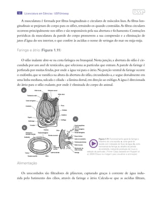 Origem, evolução e filogenia de Chordata e Craniata | PDF