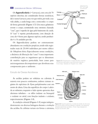 Origem, evolução e filogenia de Chordata e Craniata | PDF