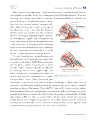 39
Agnatha atuais e Chondrichthyes 2
Licenciatura em Ciências · USP/Univesp
A larva amocete é micrófaga, com a faringe atuando na captura e seleção de partículas, reti-
das por grandes quantidades de muco secretado pelo endóstilo,homólogo à estrutura de mesmo
nome dos protocordados, e que dá origem à tireoide dos demais vertebrados. O adulto é ecto-
parasita de outros vertebrados, principalmente peixes
ósseos, mas há registros de ataques a tartarugas, golfi-
nhos e baleias.As lampreias prendem-se ao corpo do
hospedeiro por sucção e por ação dos dentículos
córneos, usando uma estrutura muscular semelhante
(mas não homóloga) à língua para raspar e sugar flui-
dos do hospedeiro (Figura 2.9). Uma glândula oral
secreta uma substância anticoagulante poderosa.Assim
como as feiticeiras, as lampreias não tem estômago
(aparentemente, o estômago, dilatação do tubo diges-
tivo para armazenamento temporário de itens ali-
mentares grandes, só aparece nos gnatostomados).
O crânio é cartilaginoso e as vértebras aparecem
como elementos em forma de sela posicionados sobre
a medula espinal (Figura 2.6B).Todas as lampreias
têm sete pares de bolsas branquiais, que se abrem
em sete aberturas externas separadas de cada lado
do corpo, logo atrás da cabeça (Figura 2.8B) – nas
larvas, a faringe com as bolsas branquiais abre-se no
intestino, mas, durante a metamorfose, essa conexão
é perdida. Assim, a região faríngea nos adultos passa
a ter função exclusivamente respiratória: termina em fundo cego e a água entra e sai pelos
poros das bolsas branquiais, aparecendo uma nova comunicação da boca com o intestino
através de um longo esôfago dorsal (Figura 2.5A’). Desse modo, as lampreias, fixas ao hos-
pedeiro,podem se alimentar continuamente e continuar respirando.Esses animais apresentam
uma única abertura nasal na região dorsal anterior da cabeça, que continua em tubo de fundo
cego (Figura 2.8B). Os olhos são desenvolvidos e há dois canais semicirculares em cada
ouvido interno, para percepção de aceleração da cabeça. Uma peculiaridade das lampreias é
os nervos que saem da medula nervosa possuírem suas raízes ventral e dorsal separadas entre
si, diferentemente dos gnatostomados, onde essas raízes são fundidas.
Figura 2.9: Mecanismo de fixação das lampreias ao
hospedeiro. / Fonte Cepa
 