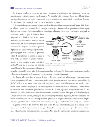 40
VIDA E MEIO AMBIENTE Diversidade e Evolução de Vertebrados
Licenciatura em Ciências · USP/Univesp
As fêmeas produzem centenas de ovos com poucos milímetros de diâmetro e sem um
revestimento resistente como nas feiticeiras. As gônadas não possuem dutos para liberação de
gametas diretamente no meio externo;ela ocorre inicialmente na cavidade celomática,de onde
são liberados, por contrações do corpo, pelos poros genitais.
A desova das lampreias constitui um evento dramático na vida desses animais.A Figura 2.10 ilustra
o ciclo de vida de uma lampreia.Tudo começa com a migração dos adultos,quando os animais repro-
dutivamente maduros deixam o ambiente marinho e sobem os rios contra a correnteza,atingindo as
cabeceiras, onde a água é límpida, bem
oxigenada e o fundo é de cascalho; nor-
malmente, cada indivíduo volta ao riacho
onde nasceu.Os machos chegam primeiro
e começam a preparar os ninhos, que são
depressões no fundo protegidas por pedre-
gulhos (Figura 2.9).O macho se aproxima
então de uma fêmea e ambos se fixam a
uma rocha do ninho e agitam violenta-
mente os seus corpos, o que amplia o
ninho. O casal usa o resto de sua energia
para a liberação dos gametas no ninho,com
o macho enrolando-se em volta da fêmea para fertilizar os óvulos.Por fim,o casal morre por exaustão,
a fêmea imediatamente após a postura e o macho cerca de dois dias depois.
As larvas eclodem duas semanas depois e diferem tanto dos adultos que foram descritas
como um gênero diferente,Ammocoetes (daí o nome popular da larva dos Petromyzontiformes).
Após 7 a 10 dias, as larvas com 6 mm a 10 mm, corpo róseo vermiforme com um amplo capuz
oral e olhos recobertos por pele, são levadas pela correnteza rio abaixo até regiões calmas, onde
se enterram e se alimentam por filtração durante 3 a 7 anos. Quando atingem cerca de 10 cm,
no meio do verão,sofrem metamorfose com o fechamento ventral do capuz oral,dando origem
à boca circular dos adultos,separação dos sistemas respiratório e digestivo,desenvolvimento dos
olhos e mudança de cor do corpo para cinza prateado.A migração rio abaixo só ocorre na pri-
mavera seguinte e a fase adulta dura até dois anos,ou seja,a fase larval é mais longa que a adulta.
Algumas espécies de lampreias têm um ciclo de vida simplificado, que não inclui a fase
marinha – os adultos permanecem na água doce, descendo, porém, para grandes corpos d’água
(rios e lagos),onde existem as presas adequadas.Nos grandes lagos norte-americanos,a conexão
Figura 2.10: Ciclo de vida das lampreias. / Fonte: Cepa;
baseado em Moyle & Cech, 1996.
 