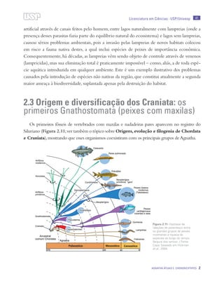 41
Agnatha atuais e Chondrichthyes 2
Licenciatura em Ciências · USP/Univesp
artificial através de canais feitos pelo homem, entre lagos naturalmente com lampreias (onde a
presença desses parasitas fazia parte do equilíbrio natural do ecossistema) e lagos sem lampreias,
causou sérios problemas ambientais, pois a invasão pelas lampreias de novos habitats colocou
em risco a fauna nativa destes, a qual inclui espécies de peixes de importância econômica.
Consequentemente, há décadas, as lampreias vêm sendo objeto de controle através de venenos
(lampricidas), mas sua eliminação total é praticamente impossível – como, aliás, a de toda espé-
cie aquática introduzida em qualquer ambiente. Este é um exemplo ilustrativo dos problemas
causados pela introdução de espécies não nativas da região, que constitui atualmente a segunda
maior ameaça à biodiversidade, suplantada apenas pela destruição do habitat.
2.3 Origem e diversificação dos Craniata: os
primeiros Gnathostomata (peixes com maxilas)
Os primeiros fósseis de vertebrados com maxilas e nadadeiras pares aparecem no registro do
Siluriano (Figura 2.11;ver também o tópico sobre Origem,evolução e filogenia de Chordata
e Craniata),mostrando que esses organismos coexistiram com os principais grupos de Agnatha.
Figura 2.11: Hipótese de
relações de parentesco entre
os grandes grupos de peixes,
mostrando a riqueza de
espécies ao longo do tempo
(largura dos ramos). / Fonte:
Cepa; baseado em Hickman
et al., 2004.
 