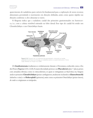 43
Agnatha atuais e Chondrichthyes 2
Licenciatura em Ciências · USP/Univesp
aparecimento de nadadeiras pares móveis foi fundamental para a exploração de novos recursos
alimentares, permitindo o movimento em direções definidas, assim como ajustes rápidos nas
direções conforme o alvo alimentar se move.
A filogenia indica que a nadadeira caudal dos primeiros gnatostomados era heterocer-
ca, i.e., com a coluna vertebral entrando no lobo dorsal. Esse tipo de caudal foi retido nos
Chondrichthyes e nos Osteichthyes basais.
Os Gnathostomata irradiaram-se evolutivamente durante o Devoniano,conhecido como a Era
dos Peixes (Figuras 2.11 e 2.13).A maior diversidade pertence aos Placodermi (placo = placa),peixes
com armadura dérmica como os ostracodermes, os quais se extinguiram ao final dessa era. Surgem
aindaosprimeirosChondrichthyes(peixescartilaginosos,atualmenteincluindoos Elasmobranchii
(tubarões e raias) e os Holocephali (quimeras),assim como os primeiros Osteichthyes (peixes ósseos),
de onde se originaram os tetrápodes.
Figura 2.12: Esquema de um Gnathostomata generalizado, mostrando as maxilas,
originadas do primeiro arco faríngeo, as nadadeiras pares e a caudal heterocerca. / Fonte
Cepa; baseado em Pough et al. 2008).
 