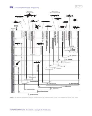 44
VIDA E MEIO AMBIENTE Diversidade e Evolução de Vertebrados
Licenciatura em Ciências · USP/Univesp
Figura 2.13: Relações filogenéticas entre os primeiros grupos de Gnathostomata. / Fonte: Cepa; baseado em Pough et al., 2008.
 