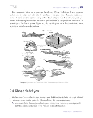 45
Agnatha atuais e Chondrichthyes 2
Licenciatura em Ciências · USP/Univesp
Entre as características que separam os placodermes (Figura 2.14) dos demais gnatosto-
mados estão a posição dos músculos das maxilas, a presença de ossos dérmicos modificados,
formando uma estrutura cortante margeando a boca, não passíveis de substituição, análogos,
porém, não homólogos aos dentes dos demais gnatostomados, e o esqueleto das nadadeiras não
homólogo ao dos demais grupos.Alguns placodermes atingiam 5-6 m de comprimento, sendo
os maiores predadores do Devoniano.
2.4 Chondrichthyes
Os fósseis de Chondrichthyes mais antigos datam do Devoniano inferior e o grupo sobrevi-
veu com sucesso até os dias atuais. Os Chondrichthyes são caracterizados por:
1.	 extrema redução da armadura dérmica, que não recobre o corpo do animal, estando
restrita a algumas estruturas, como espinhos da nadadeira dorsal;
Figura 2.14: Diversidade dos Placodermes. / Fonte: Cepa; baseado em Pough et al. 2008).
 