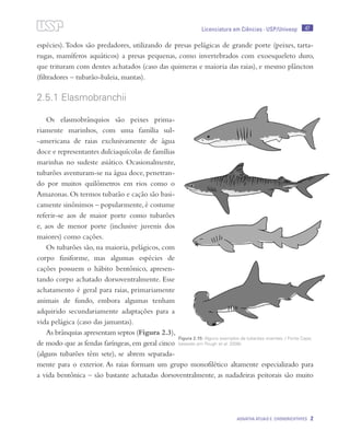 47
Agnatha atuais e Chondrichthyes 2
Licenciatura em Ciências · USP/Univesp
espécies).Todos são predadores, utilizando de presas pelágicas de grande porte (peixes, tarta-
rugas, mamíferos aquáticos) a presas pequenas, como invertebrados com exoesqueleto duro,
que trituram com dentes achatados (caso das quimeras e maioria das raias), e mesmo plâncton
(filtradores – tubarão-baleia, mantas).
2.5.1 Elasmobranchii
Os elasmobrânquios são peixes prima-
riamente marinhos, com uma família sul-
-americana de raias exclusivamente de água
doce e representantes dulciaquícolas de famílias
marinhas no sudeste asiático. Ocasionalmente,
tubarões aventuram-se na água doce, penetran-
do por muitos quilômetros em rios como o
Amazonas. Os termos tubarão e cação são basi-
camente sinônimos – popularmente,é costume
referir-se aos de maior porte como tubarões
e, aos de menor porte (inclusive juvenis dos
maiores) como cações.
Os tubarões são, na maioria, pelágicos, com
corpo fusiforme, mas algumas espécies de
cações possuem o hábito bentônico, apresen-
tando corpo achatado dorsoventralmente. Esse
achatamento é geral para raias, primariamente
animais de fundo, embora algumas tenham
adquirido secundariamente adaptações para a
vida pelágica (caso das jamantas).
As brânquias apresentam septos (Figura 2.3),
de modo que as fendas faríngeas, em geral cinco
(alguns tubarões têm sete), se abrem separada-
mente para o exterior. As raias formam um grupo monofilético altamente especializado para
a vida bentônica – são bastante achatadas dorsoventralmente, as nadadeiras peitorais são muito
Figura 2.15: Alguns exemplos de tubarões viventes. / Fonte Cepa;
baseado em Pough et al. 2008).
 
