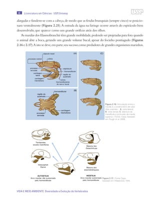 48
VIDA E MEIO AMBIENTE Diversidade e Evolução de Vertebrados
Licenciatura em Ciências · USP/Univesp
alargadas e fundem-se com a cabeça,de modo que as fendas branquiais (sempre cinco) se posicio-
nam ventralmente (Figura 2.25).A entrada da água na faringe ocorre através do espiráculo bem
desenvolvido, que aparece como um grande orifício atrás dos olhos.
As maxilas dos Elasmobranchii têm grande mobilidade,podendo ser projetadas para fora quando
o animal abre a boca, gerando um grande volume bucal, apesar do focinho pontiagudo (Figuras
2.16 e 2.17).A isto se deve,em parte,seu sucesso como predadores de grandes organismos marinhos.
Figura 2.16: Articulação entre a
maxila e o condrocrânio de tuba-
rões viventes - A. vista lateral;
B. vista dorsal; C. abertura da
mandíbula e protrusão da maxila
superior. / Fonte: Cepa; baseado
em Pough et al. 2008.
Figura 2.17 / Fonte Cepa;
baseado em Hildebrand, 1974.
 