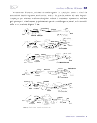 49
Agnatha atuais e Chondrichthyes 2
Licenciatura em Ciências · USP/Univesp
No momento da captura, os dentes da maxila superior são cravados na presa e o animal faz
movimentos laterais vigorosos, resultando na retirada de grandes pedaços de carne da presa.
Adaptações para aumento na eficiência digestiva incluem o aumento da superfície do intestino
pela presença da válvula espiral, já presente em agnatos como lampreias, porém, mais desenvol-
vidas nos condrícties (Figura 2.18).
Figura 18 / Fonte: Cepa; baseado em Romer, 1981
 