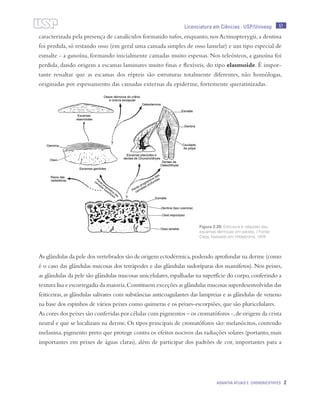 51
Agnatha atuais e Chondrichthyes 2
Licenciatura em Ciências · USP/Univesp
caracterizada pela presença de canalículos formando tufos,enquanto,nos Actinopterygii,a dentina
foi perdida, só restando osso (em geral uma camada simples de osso lamelar) e um tipo especial de
esmalte - a ganoína, formando inicialmente camadas muito espessas. Nos teleósteos, a ganoína foi
perdida, dando origem a escamas laminares muito finas e flexíveis, do tipo elasmoide. É impor-
tante ressaltar que as escamas dos répteis são estruturas totalmente diferentes, não homólogas,
originadas por espessamento das camadas externas da epiderme, fortemente queratinizadas.
As glândulas da pele dos vertebrados são de origem ectodérmica,podendo aprofundar na derme (como
é o caso das glândulas mucosas dos tetrápodes e das glândulas sudoríparas dos mamíferos). Nos peixes,
as glândulas da pele são glândulas mucosas unicelulares,espalhadas na superfície do corpo,conferindo a
textura lisa e escorregadia da maioria.Constituem exceções as glândulas mucosas superdesenvolvidas das
feiticeiras,as glândulas salivares com substâncias anticoagulantes das lampreias e as glândulas de veneno
na base dos espinhos de vários peixes como quimeras e os peixes-escorpiões, que são pluricelulares.
As cores dos peixes são conferidas por células com pigmentos – os cromatóforos -,de origem da crista
neural e que se localizam na derme. Os tipos principais de cromatóforos são: melanócitos, contendo
melanina,pigmento preto que protege contra os efeitos nocivos das radiações solares (portanto,mais
importantes em peixes de águas claras), além de participar dos padrões de cor, importantes para a
Figura 2.20: Estrutura e relações das
escamas dérmicas em peixes. / Fonte:
Cepa; baseado em Hildebrand, 1974
 