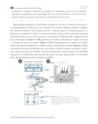 52
VIDA E MEIO AMBIENTE Diversidade e Evolução de Vertebrados
Licenciatura em Ciências · USP/Univesp
comunicação; eritróforos e xantóforos, com pigmentos carotenoides, que dão as cores amarelada,
alaranjada e vermelha (junto com melanóforos, dão a cor marrom); iridóforos, contendo cristais de
guanina, reflexivos, responsáveis pelo prateado característico de muitos peixes.
Todo predador depende de mecanismos eficientes de detecção e apreensão das presas, e
os elasmobrânquios destacam-se nesse sentido. Esses animais utilizam múltiplas modalida-
des sensoriais, inclusive visão, olfação, mecano e eletrorrecepção. A mecanorrecepção, i.e.,
percepção de estímulos mecânicos como movimentos na água, é feita através do sistema da
linha lateral (presente nos peixes em geral e nos girinos de anfíbios), cuja unidade sensorial
são os neuromastos (Figura 2.21B), presentes em canais ou depressões na região da cabeça
e ao longo do corpo do animal (Figura 2.21A). Principalmente na região do focinho,
muitos neuromastos modificam-se, dando origem às ampolas de Lorenzini (Figura 2.21A).
constituídas por tubos preenchidos por muco, onde ocorrem estruturas sensoriais e neurô-
nios, capazes de perceber estímulos elétricos emitidos pelo corpo da presa. Tais estímulos
originam-se do funcionamento muscular de presas vivas que, assim, podem ser detectadas
pelos elasmobrânquios, mesmo estando escondidas.
a b
Figura 2.21: Órgãos sensoriais dos tubarões:
a. sistema da linha lateral com corte da linha lateral
mostrando grupos de neuromastos, e detalhes das
ampolas de Lorenzini. b. estrutura do neuromasto. /
Fonte: Cepa; baseado em : b. Hickman et al., 2004;
b. Hildebrand, 1974.
 