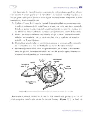 55
Agnatha atuais e Chondrichthyes 2
Licenciatura em Ciências · USP/Univesp
Mais da metade dos elasmobrânquios, no entanto, são vivíparos (termo genérico referente
ao nascimento de jovens, que se opõe à oviparidade – há quem só considere viviparidade os
casos em que há formação de tecidos de troca de gases e nutrientes entre o organismo materno
e os embriões), de várias modalidades:
1.	 Vitelínica (Figura 2.24), também chamada de ovoviviparidade, em que os ovos se de-
senvolvem no interior do corpo da fêmea, neste caso com cascas mais finas e menos ela-
boradas do que na condição ovípara; frequentemente, os jovens rompem a casca do ovo
no interior do oviduto da fêmea e aí permanecem por um certo tempo, até nascerem;
2.	 Uterina (raias Myliobatiformes – ver abaixo), em que o “útero” (ovidutos desenvol-
vidos) secreta substâncias ricas em nutrientes, absorvidas pela pele ou intestino dos
embriões em desenvolvimento;
3.	 Canibalística (grandes tubarões Lamniformes), em que os jovens eclodidos nos ovidu-
tos se alimentam aí de ovos não fertilizados ou mesmo de outros embriões;
4.	 Placentária (apareceu várias vezes, independentemente, em tubarões Carcharhinifor-
mes), em que uma estrutura semelhante à placenta dos mamíferos provê os embriões
com nutrientes diretamente do sangue materno.
Em termos de número de espécies, as raias são mais diversificadas que os cações. São ca-
racterizadas pelo acentuado achatamento dorsoventral do corpo (Figura 2.25), em função da
Figura 2.24: Viviparidade vitelínica em tubarões. / Fonte: Cepa; baseado em Hamlett, W.C. (ed), 1999.
 