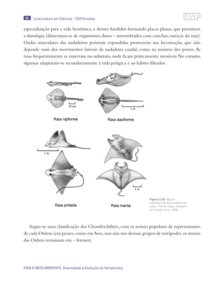 56
VIDA E MEIO AMBIENTE Diversidade e Evolução de Vertebrados
Licenciatura em Ciências · USP/Univesp
especialização para a vida bentônica, e dentes fundidos formando placas planas, que permitem
a durofagia (alimentam-se de organismos duros – invertebrados com conchas, ouriços do mar).
Ondas musculares das nadadeiras peitorais expandidas promovem sua locomoção, que não
depende mais dos movimentos laterais da nadadeira caudal, como na maioria dos peixes. As
raias frequentemente se enterram no substrato, onde ficam praticamente invisíveis No entanto,
algumas adaptaram-se secundariamente à vida pelágica e ao hábito filtrador.
Segue-se uma classificação dos Chondrichthyes, com os nomes populares de representantes
de cada Ordem (em peixes,como em Aves,mas não nos demais grupos de tetrápodes,os nomes
das Ordens terminam em – formes).
Figura 2.25: Alguns
exemplos da diversidade nas
raias. / Fonte: Cepa; baseado
em Pough et al., 2008.
 