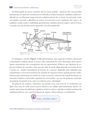 58
VIDA E MEIO AMBIENTE Diversidade e Evolução de Vertebrados
Licenciatura em Ciências · USP/Univesp
Os Holocephali são peixes estranhos, daí seu nome popular - quimeras. São caracterizados
pela presença de opérculo membranoso recobrindo as fendas branquiais, nadadeira caudal mo-
dificada em um filamento longo, primeira nadadeira dorsal alta, na frente da qual pode existir
um espinho associado a glândulas de veneno. Locomovem-se por ondulações do corpo e da
nadadeira caudal, sendo a estabilidade garantida pela nadadeira peitoral ampla e móvel.A boca
é ventral, com um focinho móvel aparecido com uma probóscide.
O estômago é ausente (Figura 2.18), provavelmente uma regressão evolutiva relacionada
à alimentação contínua devido ao baixo valor nutricional dos itens alimentares desses peixes
(partes mineralizadas dos exoesqueletos não são aproveitadas). [Observe que hipóteses de re-
gressão evolutiva de caracteres como esta não estão de modo algum baseadas em teorias de uso
e desuso, no sentido Lamarckiano, de herança de caracteres adquiridos pelo indivíduo, mas
enquadrando-se em teorias modernas de acúmulo de mutações neutras,quando pressões estabi-
lizadoras para manutenção de estados de caráter cessam de existir devido à perda de função em
transições evolutivas envolvendo a aquisição de novos nichos – no caso das quimeras,a transição
da predação de grandes itens, como em tubarões, para a durofagia].
As quimeras são ovíparas e depositam seus grandes ovos, com cerca de 10 centímetros, em
águas mais rasas, de onde nascem jovens idênticos aos adultos (desenvolvimento direto). Os
machos apresentam um tubérculo espinhoso móvel na cabeça e apêndices retráteis na frente das
nadadeiras pélvicas, com a provável função de segurar a fêmea durante o acasalamento.
Realize a Atividade online 2
Figura 2.26: Aparência geral de um Holocephali. / Fonte: Cepa; baseado em Last, P.R. &
Stevens, J.D. 1994.
 