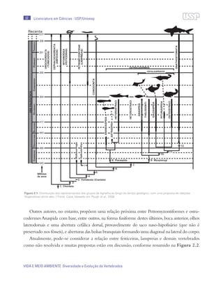 32
VIDA E MEIO AMBIENTE Diversidade e Evolução de Vertebrados
Licenciatura em Ciências · USP/Univesp
Figura 2.1: Distribuição dos representantes dos grupos de Agnatha ao longo do tempo geológico, com uma proposta de relações
filogenéticas entre eles. / Fonte: Cepa; baseado em Pough et al., 2008
Outros autores, no entanto, propõem uma relação próxima entre Petromyzontiformes e ostra-
codermes Anaspida com base, entre outros, na forma fusiforme destes últimos, boca anterior, olhos
laterodorsais e uma abertura cefálica dorsal, provavelmente do saco naso-hipofisário (que não é
preservado nos fósseis),e aberturas das bolsas branquiais formando uma diagonal na lateral do corpo.
Atualmente, pode-se considerar a relação entre feiticeiras, lampreias e demais vertebrados
como não resolvida e muitas propostas estão em discussão, conforme resumido na Figura 2.2.
 