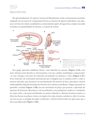 35
Agnatha atuais e Chondrichthyes 2
Licenciatura em Ciências · USP/Univesp
Myxiniformes
Há aproximadamente 15 espécies viventes de Mixiniformes,todas exclusivamente marinhas,
atingindo até um metro de comprimento.Vivem no interior de galerias individuais, com aber-
tura em forma de vulcão,na plataforma continental das regiões de águas frias,sempre associadas
ao fundo, em profundidades de dezenas a centenas de metros.
Esse grupo apresenta nadadeiras dorsal e anal reduzidas ou ausentes (Figura 2.4A), uma
única abertura nasal, abrindo-se anteriormente, com um conduto nasofaríngeo comunicando-
-se com a faringe, e três pares de tentáculos circundando essa abertura e a boca (Figura 2.4C).
Esses tentáculos são sustentados internamente por cartilagens que os mantêm eretos e onde se
inserem músculos, que permitem sua movimentação. No interior da boca, duas placas córneas
multicuspidadas dispostas lateralmente formam uma estrutura semelhante à língua,que pode ser
protraída e retraída (Figura 2.4B), em um movimento de pinça, que permite a apreensão do
alimento.As feiticeiras alimentam-se de invertebrados como poliquetos, moluscos e artrópodes
de corpo mole, e de peixes moribundos ou mortos. Quando se alimenta de presas maiores, as
feiticeiras fincam suas placas córneas em regiões do corpo da presa, enrolam-se sobre si mesmas
em um nó que se propaga da região caudal para a anterior, fornecendo um apoio para que a
presa seja dilacerada (Figura 2.4D).
Figura 2.4: Myxiniformes: a. aspecto geral
do corpo; b. detalhe da boca; c. detalhe
da região anterior, em corte sagital, e d.
posição assumida no momento do ataque
a presas. / Fonte Cepa; baseado em Fonte:
Hickman et al., 2004.
 