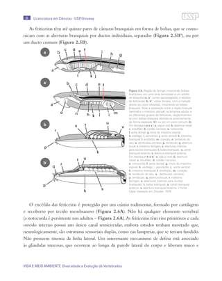 36
VIDA E MEIO AMBIENTE Diversidade e Evolução de Vertebrados
Licenciatura em Ciências · USP/Univesp
As feiticeiras têm até quinze pares de câmaras branquiais em forma de bolsas, que se comu-
nicam com as aberturas branquiais por ductos individuais, separados (Figura 2.5B’), ou por
um ducto comum (Figura 2.5B).
O encéfalo das feiticeiras é protegido por um crânio rudimentar, formado por cartilagens
e recoberto por tecido membranoso (Figura 2.6A). Não há qualquer elemento vertebral
(a notocorda é persistente nos adultos – Figura 2.6A).As feiticeiras têm rins primitivos e cada
ouvido interno possui um único canal semicircular, embora estudos tenham mostrado que,
neurologicamente, são estruturas sensoriais duplas, como nas lampreias, que se teriam fundido.
Não possuem sistema da linha lateral. Um interessante mecanismo de defesa está associado
às glândulas mucosas, que ocorrem ao longo da parede lateral do corpo e liberam muco e
a
b
a’
b’
Figura 2.5: Região da faringe, mostrando bolsas
branquiais, em uma larva (amocete) e um adulto
de lampreia (a, a’; cortes parassagitais), e adultos
de feiticeiras (b, b’; vistas dorsais, com a metade
direita do corpo rebatida), mostrando as bolsas
braquiais. Note a separação entre a região braquial
(ventral) e o intestino (dorsal) na lampreia adulta, e
os diferentes grupos de feiticeiras, respectivamen-
te com bolsas braquiais abrindo-se externamente
de forma separada (b’) ou por um poro comum (b).
Em destaque a e a´: a. capuz oral; b. abertura nasal;
c. encéfalo; d. cordão nervoso; e. notocorda;
f. aorta dorsal; g. início do intestino espiral;
h. esôfago; i. pericárdio; j. aorta ventral; k. intestino
branquial; l. endóstilo; m. coração; n. tentáculo do
véu; o. dentículos córneos; p. tentáculo; q. abertura
bucal; r. intestino faríngeo; s. aberturas internas
para ductos branquiais; t. bolsa branquial; u. canal
branquial externo; v. abertura branquial externa.
Em destaque b e b´: a. capuz oral; b. abertura
nasal; c. encéfalo; d. cordão nervoso;
e. notocorda; f. aorta dorsal; g. início do intestino
espiral; h. esôfago; i. pericárdio; j. aorta ventral;
k. intestino branquial; l. endóstilo; m. coração;
n. tentáculo do véu; o. dentículos córneos;
p. tentáculo; q. abertura bucal; r. intestino
faríngeo; s. aberturas internas para ductos
branquiais; t. bolsa branquial; u. canal branquial
externo; v. abertura branquial externa. / Fonte:
Cepa; baseado em Ziswiler, 1978
 