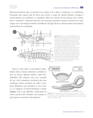 37
Agnatha atuais e Chondrichthyes 2
Licenciatura em Ciências · USP/Univesp
filamentos proteicos que, ao entrarem em contato com a água, se enrijecem e se entrelaçam,
formando uma espessa rede de muco que reveste o corpo do animal. Passado o perigo, o
animal perfura esse invólucro e o abandona. Além do coração de três câmaras (seio venoso,
átrio e ventrículo – feiticeiras não têm cone arterioso), possuem corações acessórios na cauda,
sangue com concentração osmótica semelhante à da água do mar e sistema imune sem respostas
características de vertebrados.
Pouco se sabe sobre os mecanismos repro-
dutivos desses animais; entretanto, considera-se
que, ao menos, algumas espécies sejam her-
mafroditas. São ovíparas, com ovos variando
de um a três centímetros, recobertos por uma
membrana córnea resistente, de onde se pro-
jetam filamentos, que prendem os ovos entre
si e ao substrato. O desenvolvimento é direto
(Figura 2.7), o que dificulta a observação de
vários caracteres de Chordata e de Craniata, os
quais aparecem nas larvas das lampreias.
b
a
Figura 2.6: Crânio em feiticeiras (a) e lampreias
(b), formado por um conjunto de cartilagens que,
respectivamente, protegem o encéfalo (incluindo
cápsulas de proteção ao órgão nasal, ouvidos
e olhos), dão sustentação às bolsas braquiais e
aos tentáculos das feiticeiras, e onde se inserem
músculos para movimentação da boca e língua.
Em destaque a. cartilagem tentacular;
b. cartilagem subnasal; c. cápsula nasal; d. fibra
longitudinal; e. cápsula auditiva; f. notocorda;
g e g’’. porção anterior, mediana e posterior do
esqueleto da língua; h. placa dentária; i. placa
extravelar; j. arcos branquiais; k. cartilagem den-
tária; l. cartilagem anelar; m. cartilagem dorsal;
n. estilete; o. cartilagem lateral; p. cartilagem
claviforme; q: cápsula nasal; r. anel subocular;
s. arco pré-branquial; t. arco branquial. / Fonte:
Cepa ; baseado em Ziswiler, 1978
Figura 2.7: Comparação entre ovos e larvas de lampreias, P. marinus,
anádroma, e L. planeri, de água doce (desenvolvimento indireto) e ovo e
juvenil de feiticeira, M. glutinosa (desenvolvimento direto). / Fonte: Cepa;
baseado em Balon, 1990
 