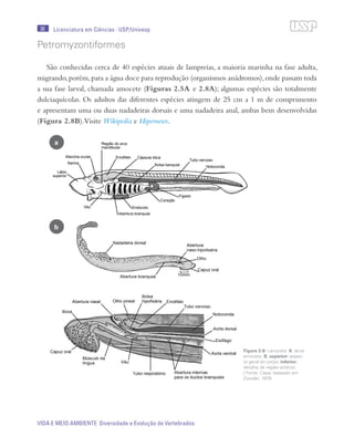 38
VIDA E MEIO AMBIENTE Diversidade e Evolução de Vertebrados
Licenciatura em Ciências · USP/Univesp
Petromyzontiformes
São conhecidas cerca de 40 espécies atuais de lampreias, a maioria marinha na fase adulta,
migrando,porém,para a água doce para reprodução (organismos anádromos),onde passam toda
a sua fase larval, chamada amocete (Figuras 2.5A e 2.8A); algumas espécies são totalmente
dulciaquícolas. Os adultos das diferentes espécies atingem de 25 cm a 1 m de comprimento
e apresentam uma ou duas nadadeiras dorsais e uma nadadeira anal, ambas bem desenvolvidas
(Figura 2.8B).Visite Wikipedia e Hipernews.
a
b
Figura 2.8: Lampreia: A. larva
amocete; B. superior: aspec-
to geral do corpo; inferior:
detalhe da região anterior.
/ Fonte: Cepa; baseado em
Ziswiler, 1978
 