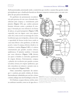 133
OS AMINIOTA: RÉPTEIS 5
Licenciatura em Ciências · USP/Univesp
Archosauromorpha,aumentando ainda a controvérsia que envolve o assunto.Esta questão ressalta
principalmente que a classificação baseada nas aberturas temporais cranianas parece ser mais com-
plexa do que parecia inicialmente.
Os quelônios são prontamente reconhecí-
veis pela presença de um casco, formado dor-
salmente pela carapaça e, ventralmente, pelo
plastrão (Figura 5.9), que confere proteção
bastante eficiente contra a predação. A cara-
paça é formada por ossos dérmicos em forma
de placas, em geral justapostos (Figura 5.9B,
esquerda), mas em alguns casos com espaços
entre eles,como ocorre na tartaruga-de-couro.
Lembremos que,nos tetrápodes,a derme retém
a capacidade de formar tecido ósseo, sendo os
casos mais óbvios o dos quelônios, ao lado dos
jacarés e tatus.A carapaça dérmica funde-se às
vértebras e costelas (Figura 5.9C), e é coberta
externamente por grandes escamas córneas,
epidérmicas. O plastrão também é formado
por ossos dérmicos (Figura 5.9B, direita),
aos quais se fundem as clavículas, igualmente
de origem dérmica. Externamente, carapaça
e plastrão são recobertos por grandes escamas
(escudos) córneas, de origem epidérmica, que
não coincidem em número e posição com os
ossos subjacentes (Figura 5.9A).
Outra característica importante das tartaru-
gas é a ausência, por perda evolutiva, de dentes,
funcionalmente substituídos por um bico córneo
cortante,análogo (mas não homólogo) ao das aves.
Os Chelonia ocupam diversos nichos, tanto
no ambiente marinho, como no de água doce e
Figura 5.9: Estruturas da carapaça (esquerda) e do plastrão
(direita) de um quelônio, mostrando os escudos (escamas)
epidérmicos (a), os ossos dérmicos (b), e a carapaça vista
por dentro, mostrando a fusão das vértebras e costelas com
os ossos dérmicos. / Fonte: modificado de Pough et al., 2008;
elaborado por USP/Univesp
a b
 