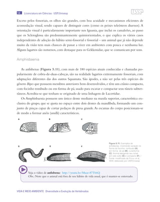 138
VIDA E MEIO AMBIENTE Diversidade e Evolução de Vertebrados
Licenciatura em Ciências · USP/Univesp
Exceto pelos fossoriais, os olhos são grandes, com boa acuidade e mecanismos eficientes de
acomodação visual, sendo capazes de distinguir cores (como os peixes teleósteos diurnos). A
orientação visual é particularmente importante nos Iguania, que inclui os camaleões, ao passo
que os Scleroglossa são predominantemente quimiorientados, o que explica os vários casos
independentes de adoção do hábito semi-fossorial e fossorial – um animal que já não depende
muito da visão tem mais chances de passar a viver em ambientes com pouca e nenhuma luz.
Alguns lagartos são noturnos, com destaque para os Gekkonidae, que se comunicam por sons.
Amphisbaenia
As anfisbenas (Figura 5.11), com mais de 180 espécies atuais conhecidas e chamadas po-
pularmente de cobra-de-duas-cabeças, são na realidade lagartos extremamente fossoriais, com
adaptações diferentes das dos outros Squamata. São ápodes, a não ser pelas três espécies do
gênero Bipes que possuem membros anteriores bem desenvolvidos,e têm um crânio compacto,
com focinho rombudo ou em forma de pá, usado para escavar e compactar seus túneis subter-
râneos.Acredita-se que tenham se originado de uma linhagem de Lacertidae.
Os Amphisbaenia possuem um único dente mediano na maxila superior, característica ex-
clusiva do grupo, que se ajusta no espaço entre dois dentes da mandíbula, formando um con-
junto de pinças capaz de cortar pedaços de presa grande.As escamas do corpo posicionam-se
de modo a formar anéis (anulli) característicos.
Figura 5.11: Exemplos de
anfisbenas, mostrando variação na
forma do focinho: rombudo (A),
em forma de pá (B), cuneiforme
(C). Animal alargando seu túnel,
em solo solto (E) e compacto (F). /
Fonte: modificado de Pough et al.,
2010; elaborado por USP/Univesp
Veja o vídeo de anfisbena: http://youtu.be/Muar-87T66Q
Obs.: Note que o animal está fora de seu hábito de vida usual, que é manter-se enterrado.
 