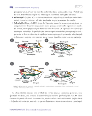 140
VIDA E MEIO AMBIENTE Diversidade e Evolução de Vertebrados
Licenciatura em Ciências · USP/Univesp
presa já capturada.Ocorre em parte dos Colubridae (falsas- corais,cobra verde - Phylodrias);
há casos de morte causada por esta última e por colubrídeos opistóglifos africanos.
•	 Proteróglifa (Figura 5.12E):característicos dos Elapidae (najas,mambas e corais verda-
deiras), dentes inoculadores sulcados, localizados na porção anterior das maxilas;
•	 Solenóglifa (Figura 5.12D): típica dos Viperidae (cascavéis, jararacas), caracterizada por
um par anterior de dentes inoculadores muito grandes, canaliculados e presos nos maxila-
res móveis, sendo projetados pela frente na hora do ataque. Os viperídeos são cobras que
empregam a estratégia de predação por senta-e-espera, com coloração críptica para que a
presa não as detecte, e inoculação rápida de venenos potentes.A presa assim atingida ainda
se fasta, mas a serpente a persegue até que o veneno faça efeito e esta possa ser capturada.
As cobras não têm tímpano nem cavidade do ouvido médio, e a columela apoia-se no osso
quadrado do crânio, que é móvel e recebe vibrações sonoras que vêm pelo chão. Os olhos
também são pouco eficientes. Por outro lado, além da olfação bem desenvolvida (órgãos nasais
e de Jacobson),muitas são sensíveis a pequenas alterações na temperatura ambiente causada pela
Figura 5.12: Dentição das serpentes: a. áglifa; b. opistóglifa; c. solenóglifa; d. proteróglifa. / Fonte: modificado de Pough et
al., 2008; elaborado por USP/Univesp
a
c d
b
 