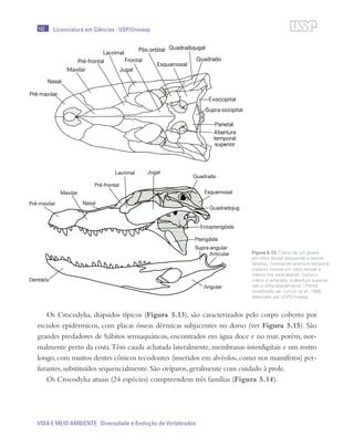 142
VIDA E MEIO AMBIENTE Diversidade e Evolução de Vertebrados
Licenciatura em Ciências · USP/Univesp
Os Crocodylia, diápsidos típicos (Figura 5.13), são caracterizados pelo corpo coberto por
escudos epidérmicos, com placas ósseas dérmicas subjacentes no dorso (ver Figura 5.15). São
grandes predadores de hábitos semiaquáticos, encontrados em água doce e no mar, porém, nor-
malmente perto da costa.Têm cauda achatada lateralmente, membranas interdigitais e um rostro
longo, com muitos dentes cônicos tecodontes (inseridos em alvéolos, como nos mamíferos) per-
furantes, substituídos sequencialmente. São ovíparos, geralmente com cuidado à prole.
Os Crocodylia atuais (24 espécies) compreendem três famílias (Figura 5.14):
Figura 5.13: Crânio de um jacaré
em vista dorsal (esquerda) e lateral
(direita), mostrando abertura temporal
superior (visível em vista dorsal) e
inferior (na vista lateral). Como o
crânio é achatado, a abertura superior
não é vista lateralmente. / Fonte:
modificado de hofling et al., 1995;
elaborado por USP/Univesp
 