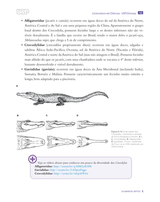 143
OS AMINIOTA: RÉPTEIS 5
Licenciatura em Ciências · USP/Univesp
•	 Alligatoridae (jacarés e caimãs): ocorrem em águas doces do sul da América do Norte,
América Central e do Sul e em uma pequena região da China.Aparentemente o grupo
basal dentro dos Crocodylia, possuem focinho largo e os dentes inferiores não são vi-
síveis dorsalmente. É a família que ocorre no Brasil, sendo o maior deles o jacaré-açu,
Melanosuchus niger, que chega a 5 m de comprimento.
•	 Crocodylidae (crocodilos propriamente ditos): ocorrem em águas doces, salgadas e
salobras África, Indo-Pacífico, Oceania, sul da América do Norte (Yucatán e Flórida),
América Central e norte da América do Sul (mas não atingem o Brasil).Possuem focinho
mais afilado do que os jacarés, com uma chanfradura onde se encaixa o 4º dente inferior,
bastante desenvolvido e visível dorsalmente;
•	 Gavialidae (gaviais): ocorrem em águas doces da Ásia Meridional (incluindo India),
Sumatra, Bornéo e Malásia. Possuem caracteristicamente um focinho muito estreito e
longo, bem adaptado para a piscivoria.
Figura 5.14: Diversidade dos
Crocodylia, mostrando a variação
da forma dacabeça e focinho. A e
C, Crocodylidae; B, Alligatoridae;
D,Gavialidae. / Fonte: modificado
de Pough et al, 2010; elaborado por
USP/Univesp
Veja os vídeos abaixo para conhecer um pouco da diversidade dos Crocodylia:
Alligatoridae: http://youtu.be/q-HM2a4LSPk
Gavialidae: http://youtu.be/2-iOptoDqgo
Crocodylidae: http://youtu.be/srIqeIr9F4w
 