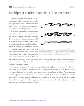 144
VIDA E MEIO AMBIENTE Diversidade e Evolução de Vertebrados
Licenciatura em Ciências · USP/Univesp
5.4 Répteis atuais: anatomia e funcionamento
Tradicionalmente, os Amniota são re-
conhecidos pelo tegumento impermeá-
vel,o que na verdade se refere a uma pele
mais espessa e com mecanismos de prote-
ção contra a perda d´água,como a presen-
ça de lipídeos e estruturas queratinizadas.
Estas últimas são as conhecidas escamas
dos répteis (Figura 5.15), que inclusive
dão o nome ao subgrupo Squamata. O
processo de impermeabilização da pele
nos Amniota está relacionado à indepen-
dência da superfície do corpo em relação
à respiração, o que não requer mais uma
pele constantemente úmida, como nos
Lissamphibia. Essa cobertura queratini-
zada é uma estrutura morta e deve ser
trocada periodicamente para que o animal possa crescer.Nas tuataras e lagartos,durante a muda
a cobertura córnea solta-se em tiras, enquanto nas formas ápodas, como cobras, essa cobertura
é perdida numa peça inteira.
A estrutura do pulmão dos répteis em geral é mais complexa, com mais subdivisões, por-
tanto, com maior superfície para trocas gasosas que nos lissanfíbios (Figura 5.16). Isso resulta
em maior eficiência na respiração e, portanto, maiores tamanhos e atividade.Várias tartarugas
aquáticas apresentam respiração acessória,cloacal:a parede da cloaca possui dobras com epitélio
respiratório, altamente vascularizado, que retira oxigênio da água que entra pela abertura da
cloaca. Cobras aquáticas podem respirar pela mucosa da cavidade oral, e algumas serpentes
marinhas têm respiração cutânea acessória.
Figura 5.15: Tegumento dos répteis: escamas dos répteis (A), escamas
com ossos dérmicos subjacentes, como em jacarés e alguns lagartos (A’),
escudos (escamas grandes, A”). a: estrato córneo da epiderme; b: estrato
germinativo da epiderme; c: derme; d: osteoderma (ossificação dérmica) /
Fonte: modificado de Ziswiler, 1980; elaborado por USP/Univesp
 
