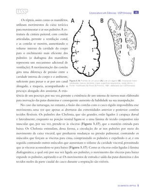 145
OS AMINIOTA: RÉPTEIS 5
Licenciatura em Ciências · USP/Univesp
Os répteis,assim como os mamíferos,
utilizam movimentos da caixa torácica
para movimentar o ar nos pulmões.A es-
trutura da cintura peitoral, com costelas
articuladas, permite a ventilação costal,
e as costelas se movem, aumentando o
volume interno da cavidade do corpo
para o enchimento mais eficiente dos
pulmões (o diafragma dos mamíferos
representa um mecanismo adicional de
ventilação).A movimentação das costelas
gera uma diferença de pressão entre a
cavidade interna do corpo e o ambiente,
suficiente para puxar o ar por um canal
alongado, a traqueia, acompanhando o
pescoço alongado dos amniotas. A exis-
tência de um pescoço, por sua vez, permite a existência de um sistema de nervos mais elaborado
para inervação das patas dianteiras e consequente aumento da habilidade na sua manipulação.
No caso das tartarugas, no entanto, a fusão das costelas com o casco rígido impossibilita esse
movimento, uma vez que apenas as aberturas das extremidades anterior e posterior contêm
tecidos flexíveis. Os pulmões dos Chelonia, que são grandes, estão ligados à carapaça dorsal
e lateralmente, enquanto na porção ventral ligam-se a uma lâmina de tecido conjuntivo não
muscular que, por sua vez, prende-se às vísceras (Figura 5.17), que a mantém estirada para
baixo. Os Chelonia estimulam, dessa forma, a circulação do ar nos pulmões por meio do
movimento da caixa visceral, que produzem mudanças na pressão pulmonar, contraindo os
músculos que forçam as vísceras para cima, comprimindo os pulmões e expelindo o ar, e em
seguida contraindo outros músculos que aumentam o volume da cavidade visceral, permitindo
que as vísceras acomodem-se para baixo (Figura 5.17).Como as vísceras estão ligadas à lâmina
diafragmática, a qual está por sua vez ligada aos pulmões, o movimento das vísceras para baixo
expande os pulmões,aspirando o ar.Os movimentos de entrada e saída das patas dianteiras e dos
tecidos moles da parte caudal do casco durante a respiração são visíveis.
Figura 5.16: Pulmão de um anuro (A) e de um lagarto (B), mostrando maior
subdivisão interna, portanto, maior superfície respiratória, neste último. /
Fonte: modificado de Romer & Parsons, 1981; elaborado por USP/Univesp
 