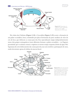 146
VIDA E MEIO AMBIENTE Diversidade e Evolução de Vertebrados
Licenciatura em Ciências · USP/Univesp
No crânio dos Chelonia (Figura 5.18) e Crocodylia (Figura 5.19) ocorre a formação de
um palato secundário, ósseo, constituído por placas horizontais da parte mediana de ossos do
céu da boca, que deslocam as coanas para trás. Essa especialização surgiu independentemente
nesses dois grupos semiaquáticos (ossos diferentes formam o palato secundário – ver Figuras),
permitindo que os animais comam e respirem ao mesmo tempo enquanto dentro da água. Nos
Squamata,há certo deslocamento das coanas para trás,mas sem envolver a participação de ossos,
sendo decorrente apenas de dobras da mucosa bucal.
Figura 5.17: Respiração em
Chelonia / Fonte: modificado
de Pough et al., 2008;
elaborado por USP/Univesp
Figura 5.18: Crânio de tartaruga
em vista ventral, mostrando a
coana, deslocada para trás pelo
palato secundário e os ossos
que o formam. / Fonte: modi-
ficado de Hofling et al, 1995;
elaborado por USP/Univesp
 