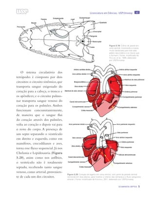 147
OS AMINIOTA: RÉPTEIS 5
Licenciatura em Ciências · USP/Univesp
O sistema circulatório dos
tetrápodes é composto por dois
circuitos: o circuito sistêmico, que
transporta sangue oxigenado do
coração para a cabeça, o tronco e
os apêndices; e o circuito pulmo-
nar transporta sangue venoso do
coração para os pulmões. Ambos
funcionam concomitantemente,
de maneira que o sangue flui
do coração através dos pulmões,
volta ao coração e depois vai para
o resto do corpo. A presença de
um septo separando o ventrículo
em direito e esquerdo, como em
mamíferos, crocodilianos e aves,
torna esse fluxo sequencial. Já nos
Chelonia e Lepidosauria (Figura
5.20), assim como nos anfíbios,
o ventrículo não é totalmente
septado, recebendo tanto sangue
venoso, como arterial, provenien-
te de cada um dos circuitos.
Figura 5.19: Crânio de jacaré em
vista ventral, mostrando a coana,
muito deslocada para trás pelo
palato secundário e os ossos que
o formam / Fonte: modificado de
Hofling et al., 1995; elaborado
por USP/Univesp
Figura 5.20: Coração de lagarto em vista ventral, com parte da parede ventral
removida em dois planos, para mostrar o interior das câmaras e o fluxo sanguíneo
arterial. / Fonte: modificado de Kardong, 2011; elaborado por USP/Univesp
 