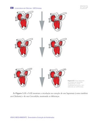 148
VIDA E MEIO AMBIENTE Diversidade e Evolução de Vertebrados
Licenciatura em Ciências · USP/Univesp
As Figura 5.21 e 5.22 mostram a circulação no coração de um Squamata (como também
em Chelonia) e de um Crocodylia, mostrando as diferenças.
Figura 5.21: Fluxo sanguineo
no coração dos Squamata
(e Testudines). / Fonte:
modificado de Kardong, 2011.
elaborado por USP/Univesp
 