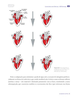 149
OS AMINIOTA: RÉPTEIS 5
Licenciatura em Ciências · USP/Univesp
Entre as adaptações para minimizar a perda de água está a excreção de nitrogênio preferen-
cialmente na forma de ácido úrico que,sendo insolúvel,não é tóxico como as formas solúveis
(amônia e ureia) – este material é eliminado juntamente com as fezes, constituindo a massa
esbranquiçada, que caracteriza também os excrementos das Aves (que retiveram essa forma
Figura 5.22: Fluxo sanguineo no
coração de um Crocodylia / Fonte:
modificado de Kardong, 2011;
elaborado por USP/Univesp
 