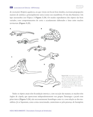 150
VIDA E MEIO AMBIENTE Diversidade e Evolução de Vertebrados
Licenciatura em Ciências · USP/Univesp
de excreção). Répteis aquáticos, ou que vivem em locais bem úmidos, excretam propopsções
maiores de amônia e, principalmente ureia (como nos mamíferos). O rim dos Amniota é do
tipo mesonefros (ver Tópico 3: Figura 3.24). Os modos reprodutivos dos répteis são bem
variados, com comportamentos de corte e acasalamento elaborados e lutas entre machos
territoriais (Figura 5.23).
Todos os répteis atuais têm fecundação interna e, com exceção das tuataras, os machos têm
órgãos de cópula, que apareceram independentemente nos grupos. Tartarugas e jacarés tem
pênis único (Figura 5.24), não necessariamente homólogos entre si e com relação ao dos ma-
míferos. Já os Squamata, como acima mencionado, caraterizam-se pela presença de hemipênis
Figura 5.23: Diversidade do comporta-
mento reprodutivo em répteis. A) quatro
fases do comprotamento de cópula em
um lagarto Teiidae); B) cópula em jabotis;
C) luta ritualizada entre dois machos
de lagartos Varanidae; D) machos de
cascavel em posição de luta. / Fonte:
modificado de Ziswiler, 1980; elaborado
por USP/Univesp
 