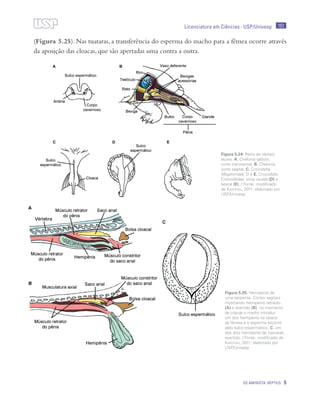 151
OS AMINIOTA: RÉPTEIS 5
Licenciatura em Ciências · USP/Univesp
(Figura 5.25). Nas tuataras, a transferência do esperma do macho para a fêmea ocorre através
da aposição das cloacas, que são apertadas uma contra a outra.
Figura 5.24: Penis de répteis
atuais. A. Chelonia (jaboti),
corte transversal; B. Chelonia,
corte sagital; C. Crocodylia
Alligatoridae; D e E. Crocodylia
Crocodilidae, vista caudal (D) e
lateral (E). / Fonte: modificado
de Kardong, 2011; elaborado por
USP/Univesp
Figura 5.25: Hemipenis de
uma serpente. Cortes sagitais
mostrando hemipenis retraido
(A) e evertido (B). no momento
da cópula o macho introduz
um dos hemipenis na cloaca
da fêmea e o esperma escorre
pelo sulco espermático. C. um
dos dois hemipenis de cascavel,
evertido. / Fonte: modificado de
Kardong, 2011; elaborado por
USP/Univesp
 
